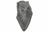 Partial Megalodon Tooth - South Carolina #320713-1